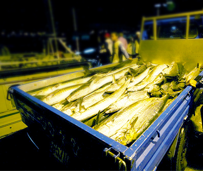 魚貨運銷業職業工會